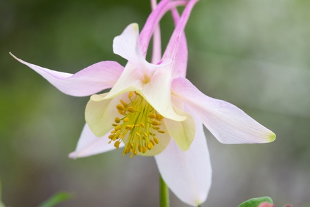 aquilegiaon a gardenの写真素材