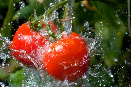 fresh tomatoの写真素材