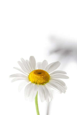 White Colored Daisy Isolated on White Backgroundの写真素材