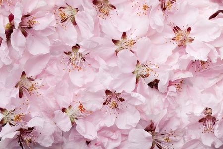 cherries flowers backgroundの写真素材