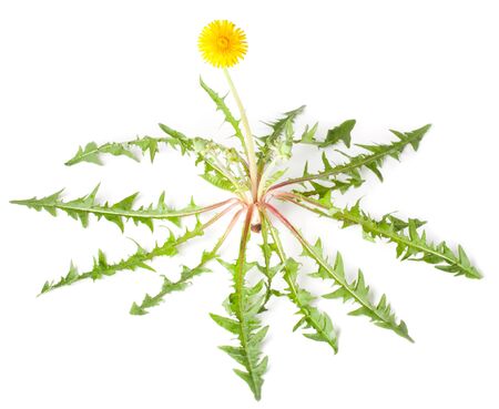 dandelion on a white backgroundの写真素材