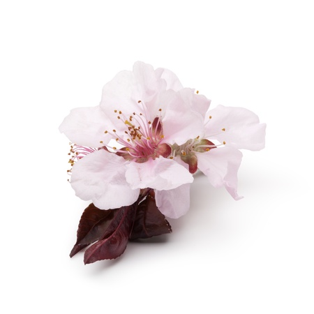 branch of cherries flowers on a white backgroundの写真素材