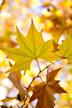 Leaves. Beautiful colors of autumn.