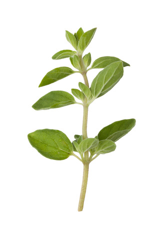Fresh oregano isolated on white backgroundの写真素材
