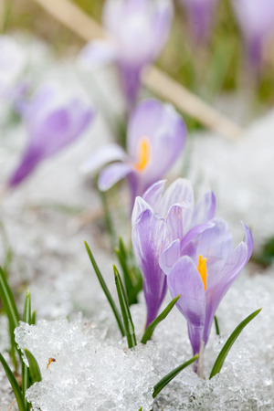 crocus flowersの写真素材