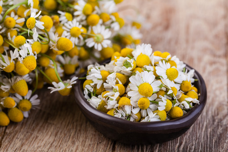 Medical Chamomile on wooden tableの写真素材