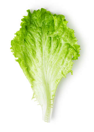 Lettuce leaves isolated on white background. Top viewの写真素材
