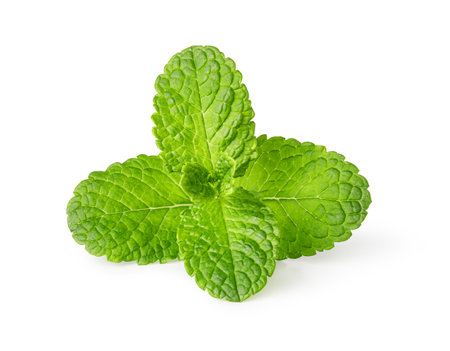 Vibrant green mint leaves isolated on a white background, showcasing freshness for culinary or aromatic usesの写真素材
