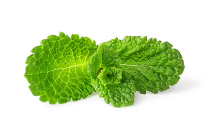 Vibrant green mint leaves isolated on a white background, showcasing freshness for culinary or aromatic usesの写真素材