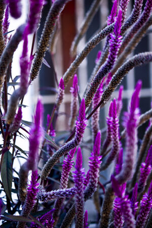 Power of Flowers, Flowers in a market in Myanmar  I love their being pink and that they seems  tree branchesの写真素材