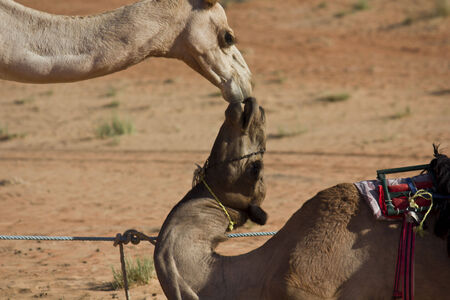 Camels in Love  A Kiss in the desert between two camels, in the Wahiba sands desert in Oman の写真素材