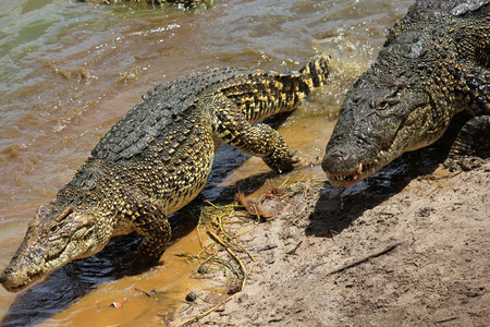 Crocodiles. Image taken in a natural park in Cubaの写真素材