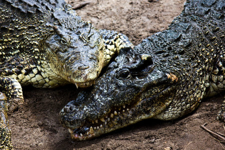 Crocodiles in love. Image taken in a natural park in Cubaの写真素材