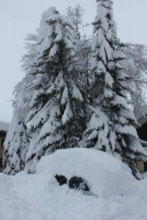 Madesimo, Italy: tree branches and a car covered with snow in a foggy winter day