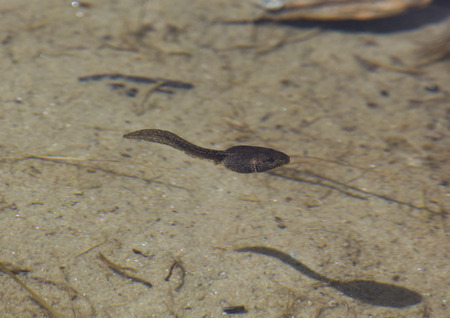 Tadpole and its shadow swims in the pond. Imge taken in Madesimo, Italyの写真素材