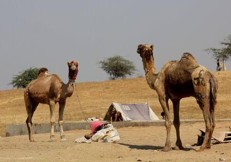 PUSHKAR, INDIA: Two camels in Pushkar, with a tent in the backgroundのeditorial素材