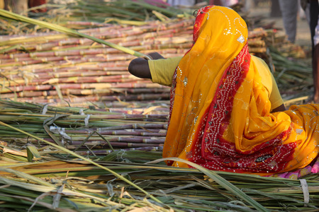 PUSHKAR, INDIA: Indian woman with a yellow saree working on bamboo canes in the city of Pushkarのeditorial素材