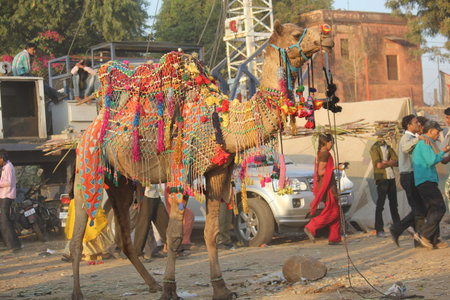 PUSHKAR, INDIA: Indian decorated camel in the street of Pushkar, with people in the background