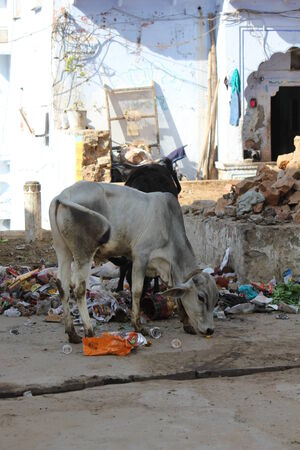 PUSHKAR, INDIA: Wild cows through rubbish in Pushkar, Rajasthan State of Indiaのeditorial素材