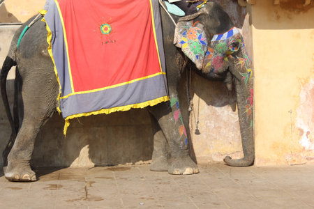 JAIPUR, INDIA: Elephant decorated with traditional painted patterns inside the amber fort, Indiaの写真素材