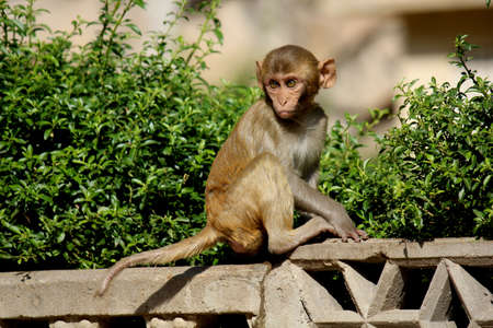 JAIPUR; INDIA: Isolated portrait of a Monkey inside the Monkey temple in Jaipur, Indiaのeditorial素材