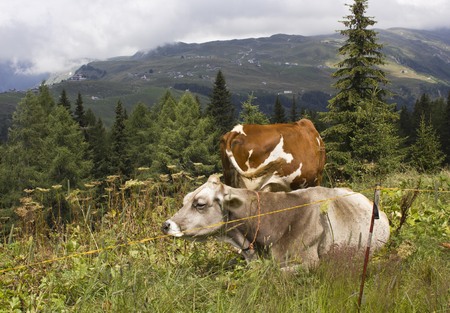 MADESIMO, ITALY - AUG 18 2014: A brown and a white cow in the high grass in Motta, near Madesimoのeditorial素材