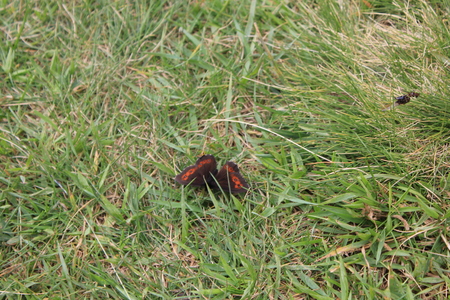 MADESIMO, ITALY - AUG 18 2014: Black and orange butterfly on the grass in Madesimo, Italy, in the summer seasonのeditorial素材