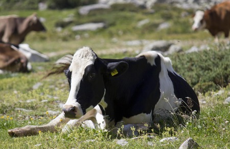 MADESIMO, ITALY - AUGUST 21 2014: Black and white cow sit in the grass in a sunny day in Madesimo, Italy, looking at the cameraのeditorial素材