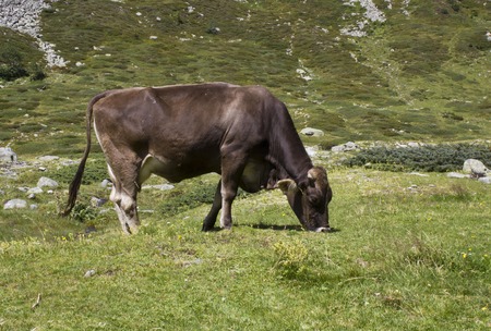 MADESIMO, ITALY - AUGUST 21 2014: Brown cow ruminate in the grass in Madesimo, Italy, in the summer seasonのeditorial素材