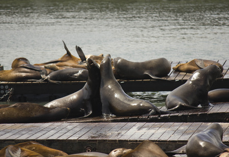 Two Sea Lions embracing on Pier 39 in San Franciscoの写真素材