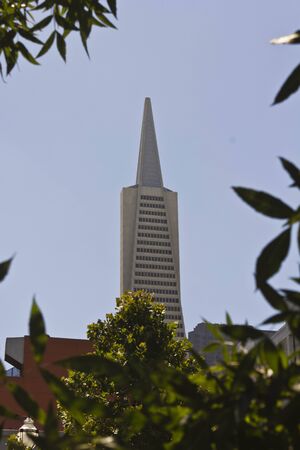 SAN FRANCISCO, USA - AUG 12 2013: Architectural detail of The Transamerica Pyramid, the tallest skyscraper in the San Francisco skyline, through treesのeditorial素材