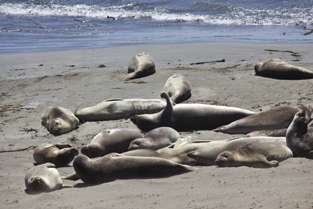CALIFORNIA, USA - AUG 14 2013: Sea Lions on the beach along the Highway 1 from San Francisco to Los Angelesの写真素材