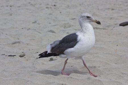 SAN DIEGO, USA . AUGUST 19 2013: Seagull on Coronado Beach in San Diego, close upのeditorial素材