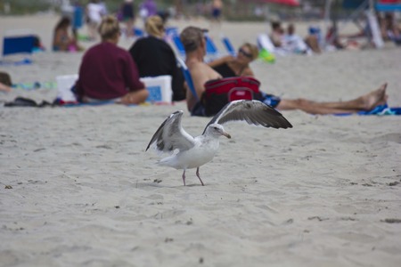SAN DIEGO, USA - AUGUST 20 2013: Seagull on Coronado Beach with people のeditorial素材