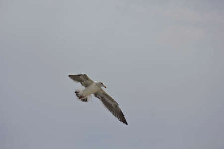 SAN DIEGO, USA - AUGUST 19 2013: Seagull flying in the sky. View from the bottomのeditorial素材