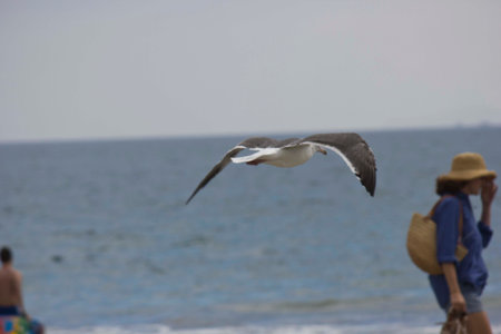 SAN DIEGO, USA - AUGUST 19 2013: Seagull flying on the beach with a woman のeditorial素材