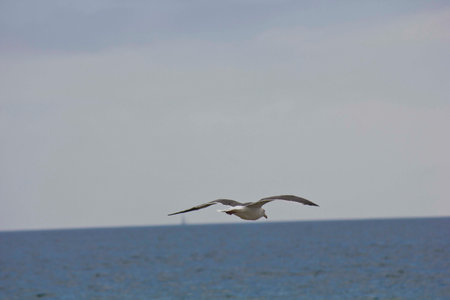 SAN DIEGO, USA - AUGUST 19 2013: Seagull flying over the seaのeditorial素材