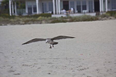 SAN DIEGO, USA - AUGUST 19 2013: Seagull landing on San Diego beachのeditorial素材