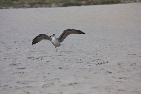 SAN DIEGO, USA - AUGUST 19 2013: Seagull with open wings on Coronado Beach in Californiaのeditorial素材