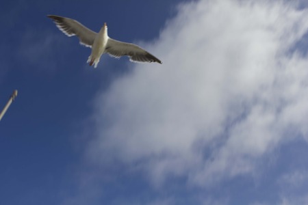SAN DIEGO, USA - AUGUST 19 2013: Out of focus seagull flying in the sky with a white cloudのeditorial素材