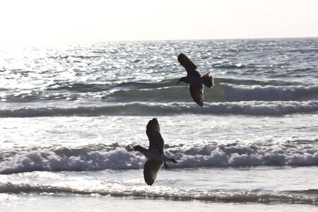 SAN DIEGO, USA - AUGUST 21 2013:  Seagull with open wings on the shireline of San Diego Beach in Californiaのeditorial素材