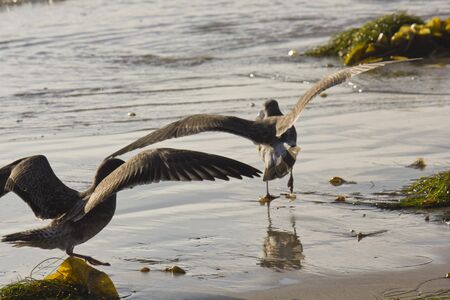 SAN DIEGO, USA - AUGUST 21 2013:  Seagull with open wings on the shireline of San Diego Beach in Californiaのeditorial素材