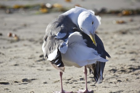 SAN DIEGO, USA - AUGUST 21 2013: Twisted seagull on San Diego Beach in California, close upのeditorial素材