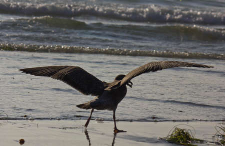 SAN DIEGO, USA - AUGUST 21 2013:  Seagull with open wings on the shireline of San Diego Beach in Californiaのeditorial素材
