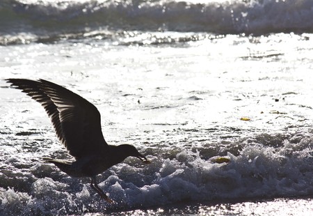SAN DIEGO, USA - AUGUST 21 2013:  Seagull with open wings on the shireline of San Diego Beach in Californiaのeditorial素材