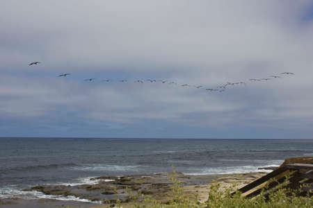 SAN DIEGO, USA - AUGUST 21 2013: Flock of birds flying over the sea on California coastのeditorial素材