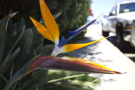 SAN DIEGO, USA - AUGUST 22 2013: Beautiful multi colored Heliconia on San Diego road, with a car のeditorial素材