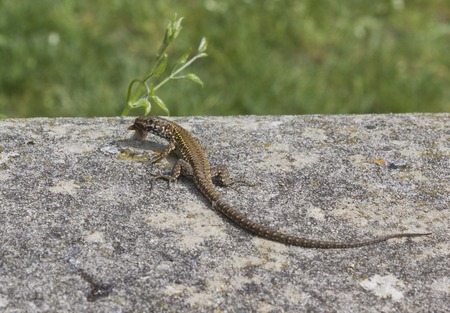 Green Lizard on the stone in a park in Tuscany, Italy, eating something. Close up.のeditorial素材