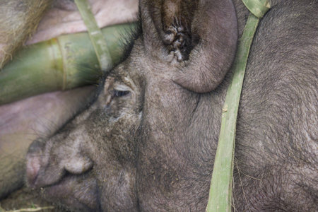 Close up POrtrait of a black pig before its sacrificed in a funeral ceremony in Indonesia