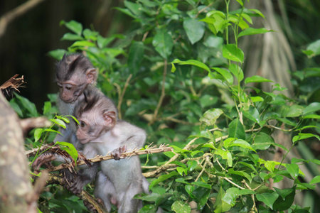 BALI, INDONESIA - JULY 7 2012: Two young primates climb up the tree branches in the Ubud Forest in...